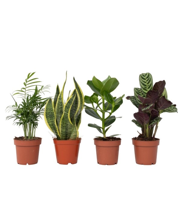 Mélange de plantes faciles...