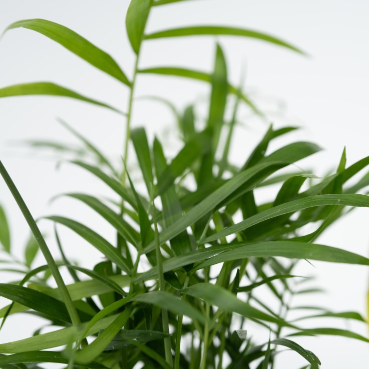 Mélange de plantes faciles d'entretien - Set de 4 - Hauteur 25-40cm - ⌀12cm