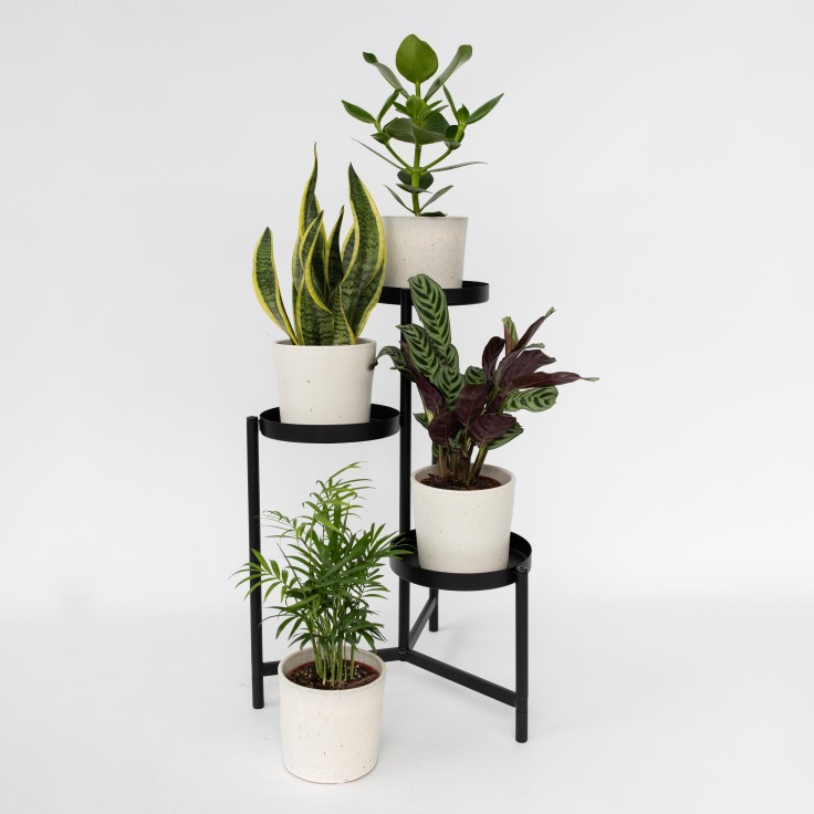 Mélange de plantes faciles d'entretien - Set de 4 - Hauteur 25-40cm - ⌀12cm