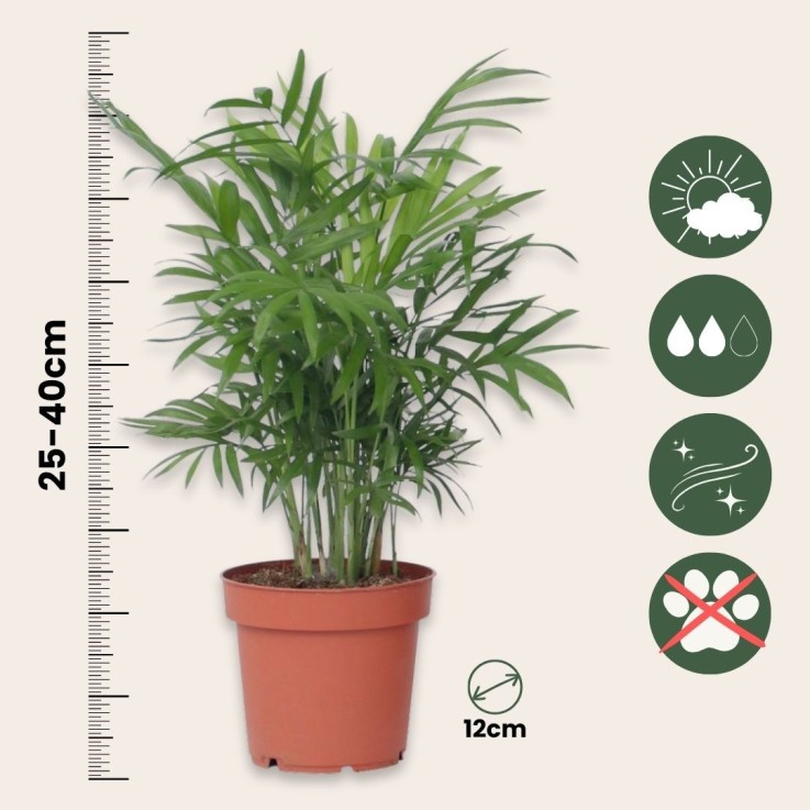 Mélange de plantes faciles d'entretien - Set de 4 - Hauteur 25-40cm - ⌀12cm