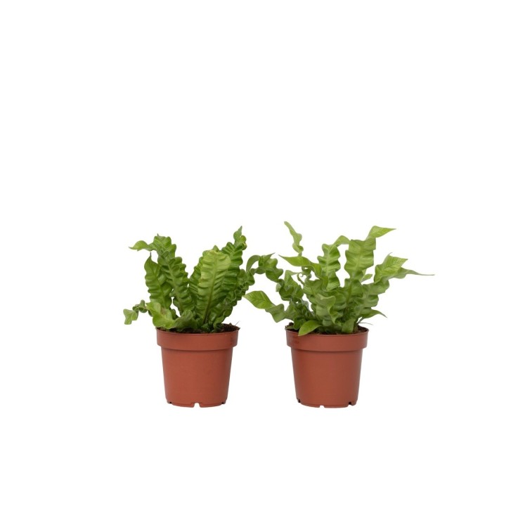 Fougère nid d'oiseau - Set de 2 - Asplenium 'Crispy Wave' - H25-40cm - ⌀12cm