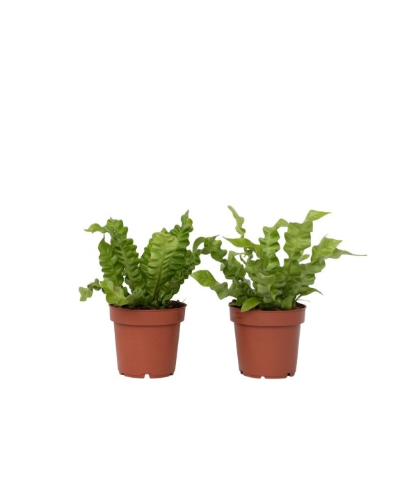 Fougère nid d'oiseau - Set...