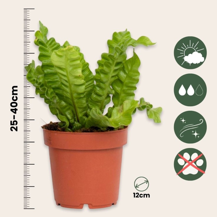 Fougère nid d'oiseau - Set de 2 - Asplenium 'Crispy Wave' - H25-40cm - ⌀12cm