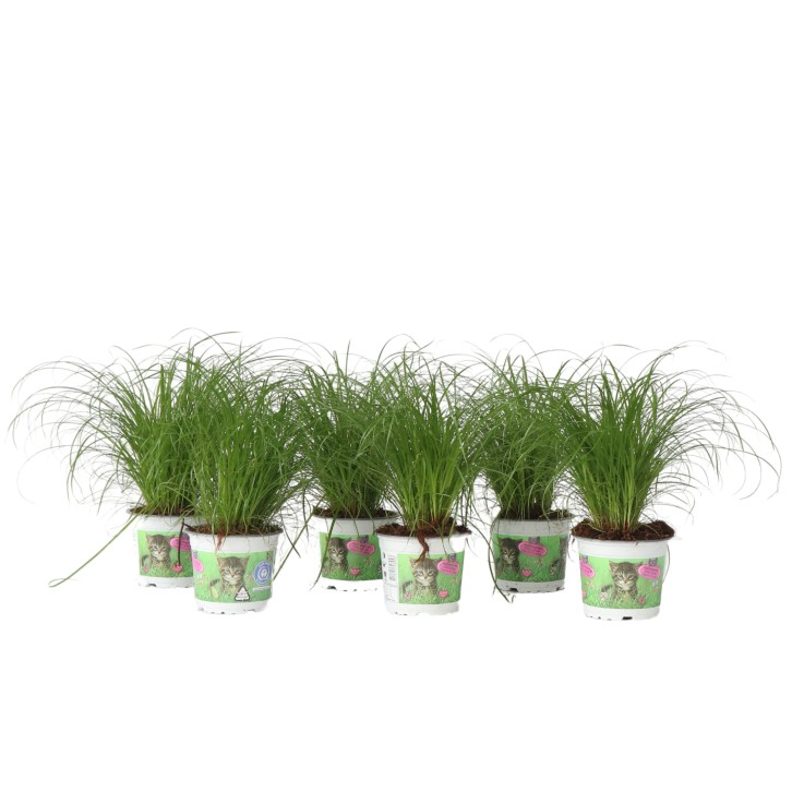 Herbe à chat - Set de 6 - Cyperus zumula - Hauteur 30-40cm - ⌀12cm