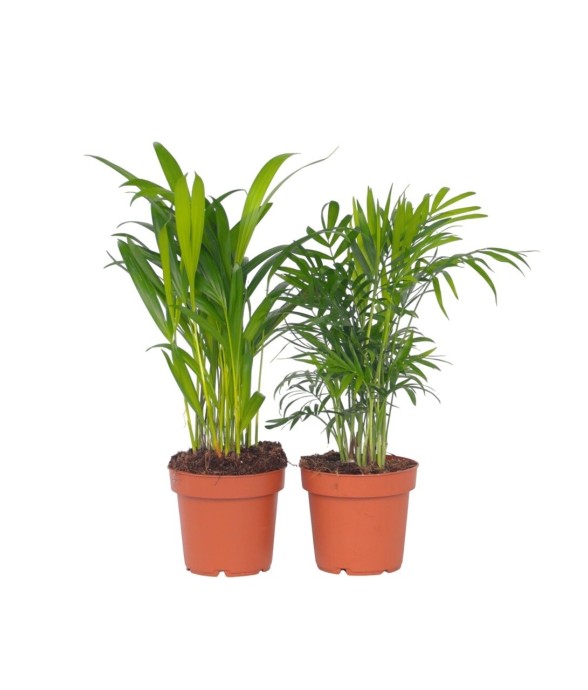 Palmiers d'intérieur - Set...