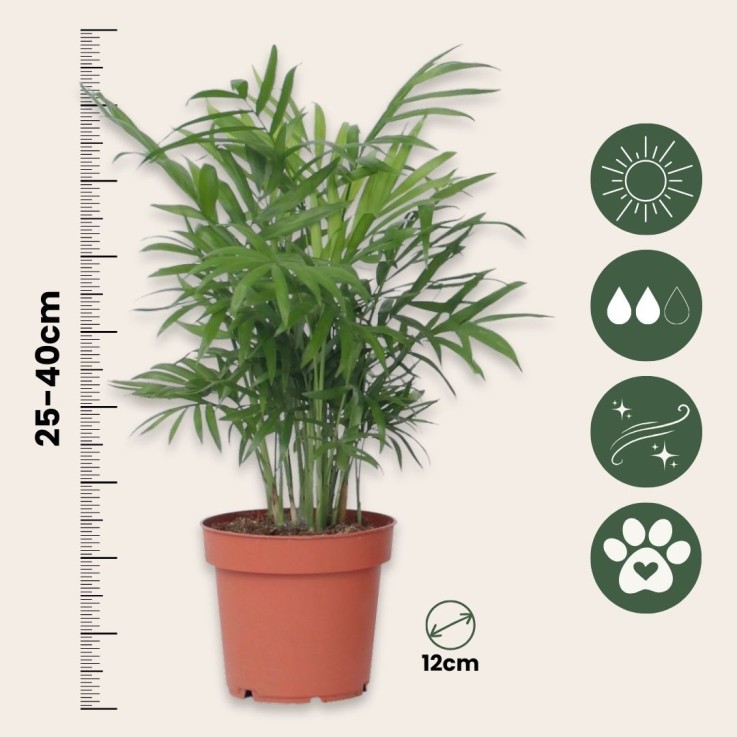 Palmiers d'intérieur - Set de 2 - Dypsis, Chamaedorea - Hauteur 25-40cm - ⌀12cm
