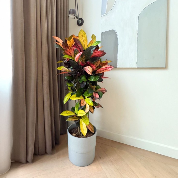 Croton - Codiaeum variegatum 'Mrs. Iceton' - Hauteur 60-70cm - ⌀19cm