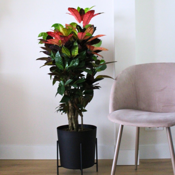 Croton - Codiaeum variegatum 'Mrs. Iceton' - Hauteur 60-70cm - ⌀19cm