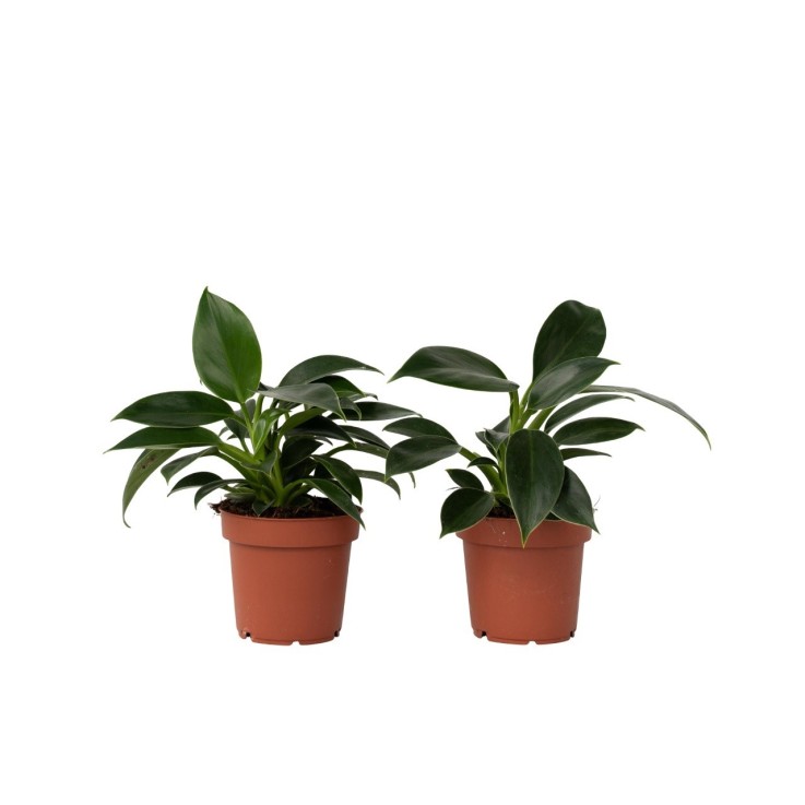Plante verte - Set de 2 - Philodendron 'Green Princess' - H20-30cm - ⌀12cm