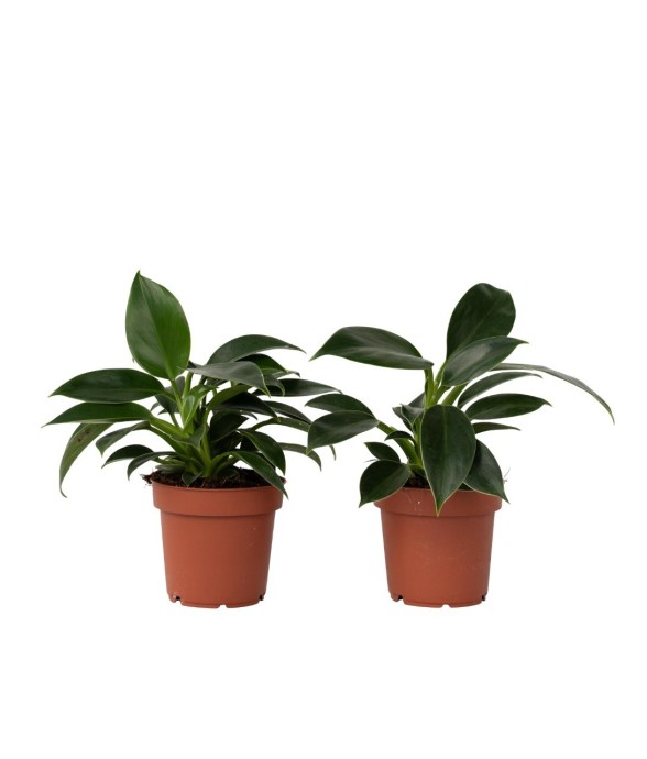 Plante verte - Set de 2 -...