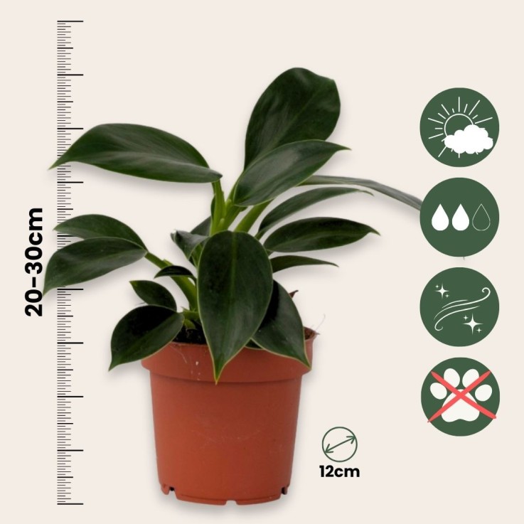 Plante verte - Set de 2 - Philodendron 'Green Princess' - H20-30cm - ⌀12cm