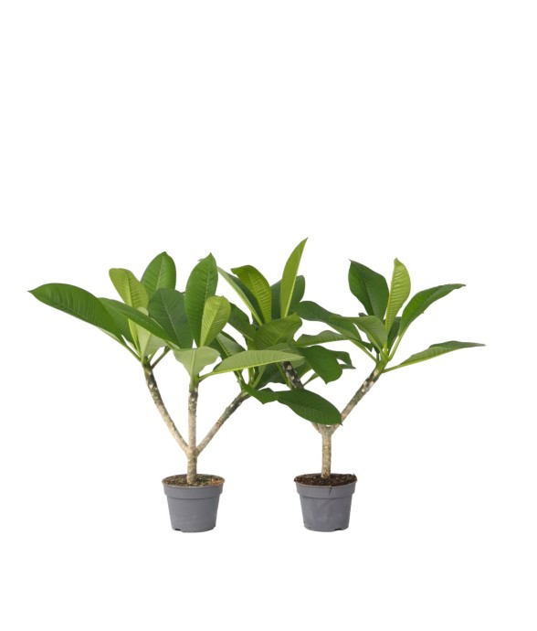 Frangipanier - Set de 2 -...