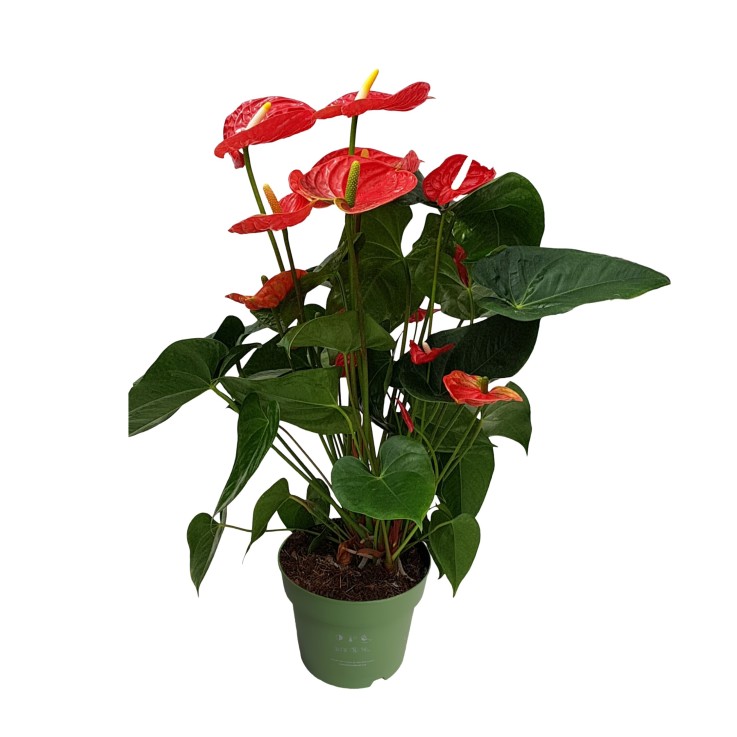 Langue de feu - Anthurium 'Madural Red' - Hauteur 55-70cm - ø17cm