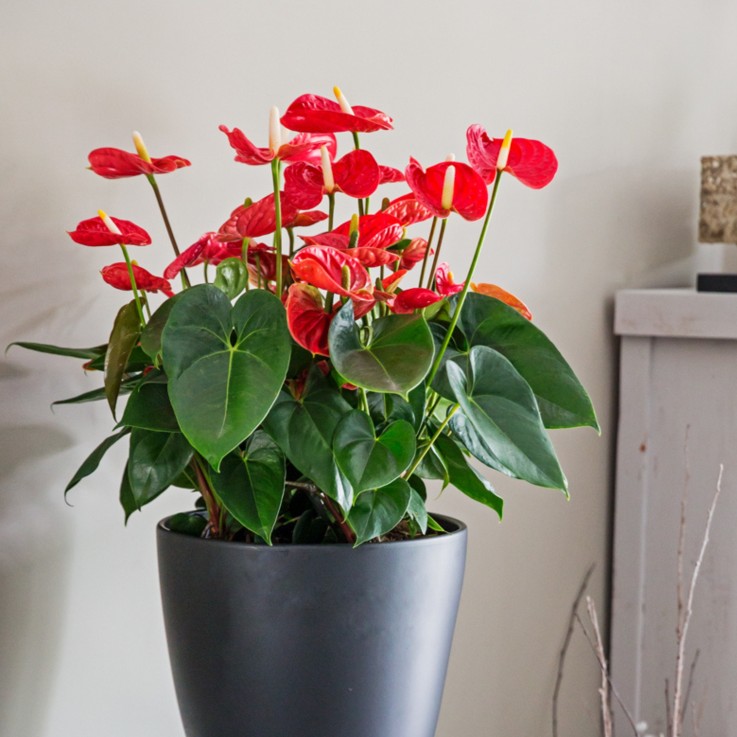 Langue de feu - Anthurium 'Madural Red' - Hauteur 55-70cm - ø17cm