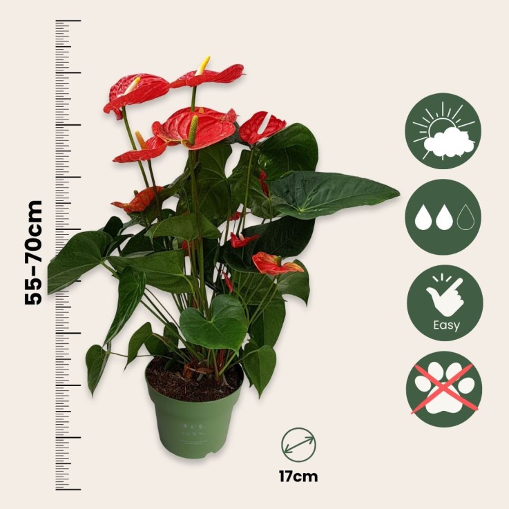 Langue de feu - Anthurium 'Madural Red' - Hauteur 55-70cm - ø17cm