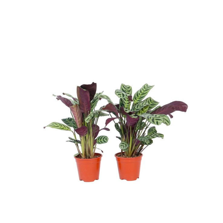 Plante Dormeuse - Set de 4 - Ctenanthe 'burle-marxii' - Hauteur 25-40cm - ⌀12cm