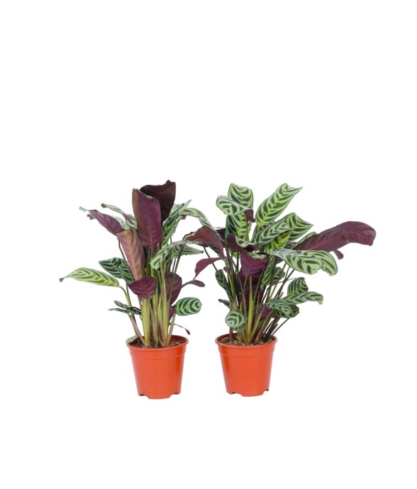 Plante Dormeuse - Set de 4...