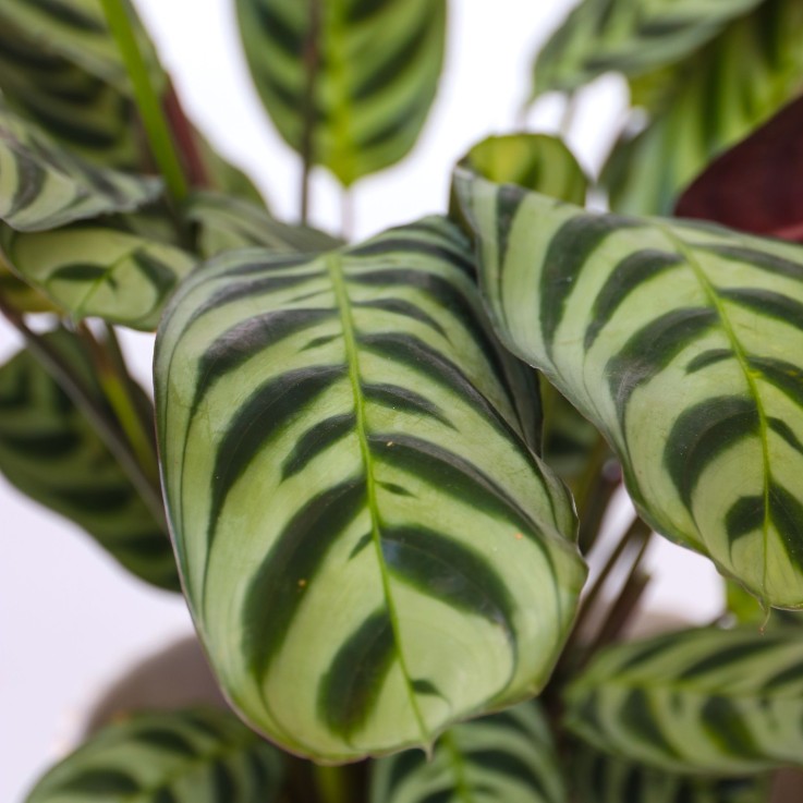 Plante Dormeuse - Set de 4 - Ctenanthe 'burle-marxii' - Hauteur 25-40cm - ⌀12cm