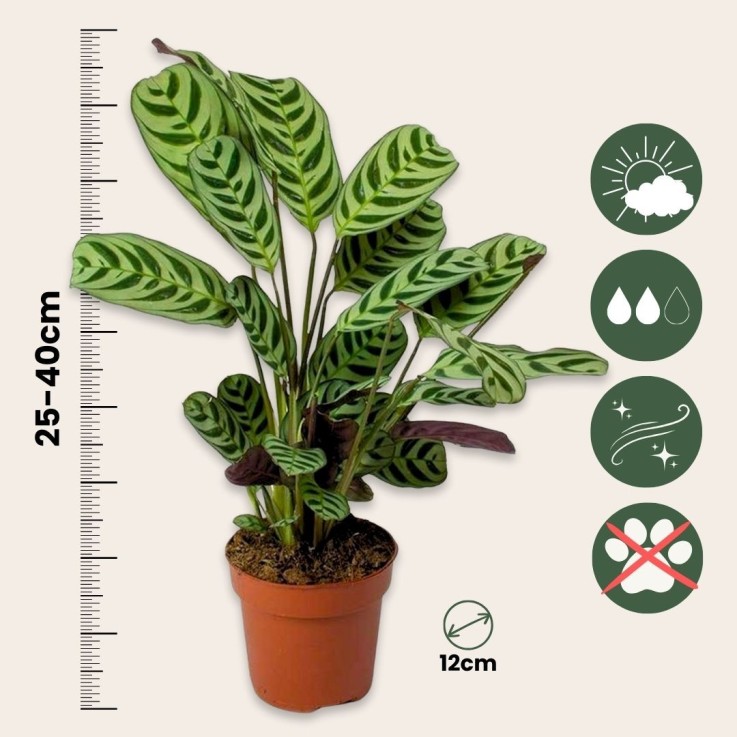 Plante Dormeuse - Set de 4 - Ctenanthe 'burle-marxii' - Hauteur 25-40cm - ⌀12cm
