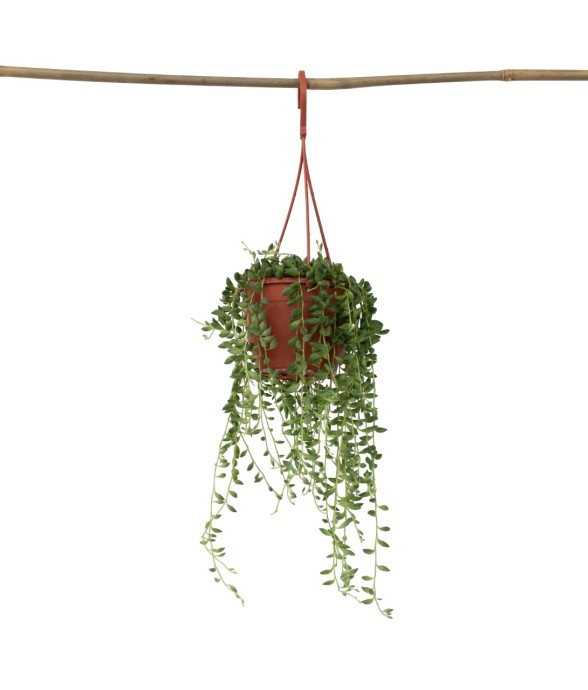 Plante collier de perles -...