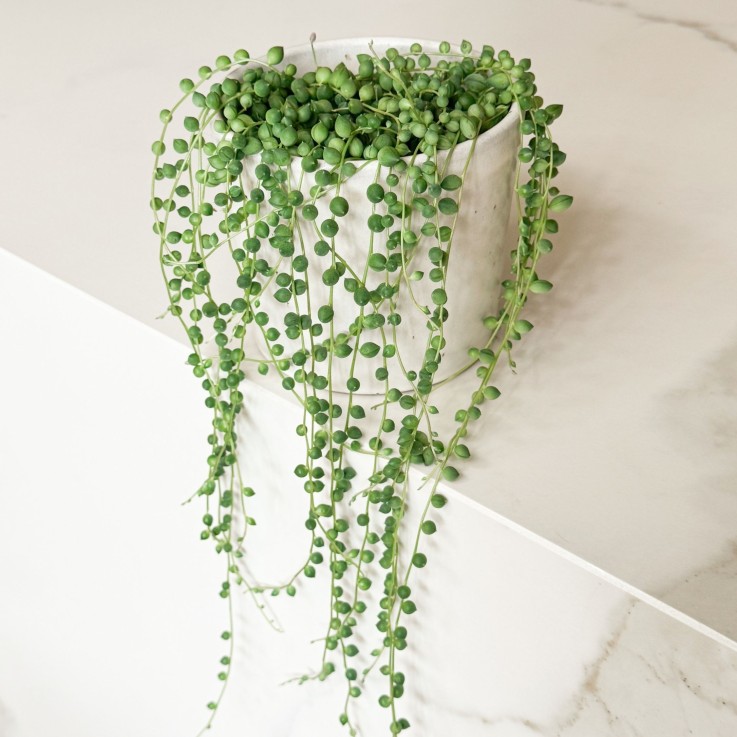 Plante collier de perles - Senecio rowleyanus - Hauteur 10-20cm - ⌀12cm