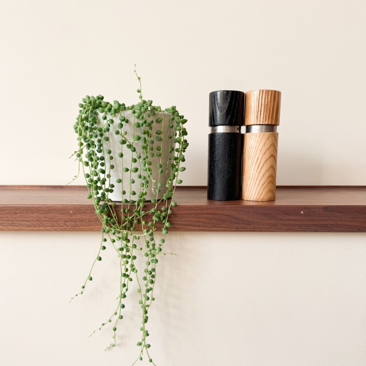 Plante collier de perles - Senecio rowleyanus - Hauteur 10-20cm - ⌀12cm