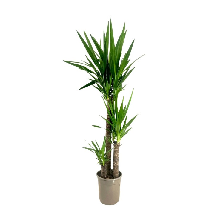 Pied d'éléphant - Yucca elephantipes - Hauteur 130-140cm - ⌀24cm