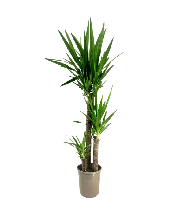 Pied d'éléphant - Yucca...