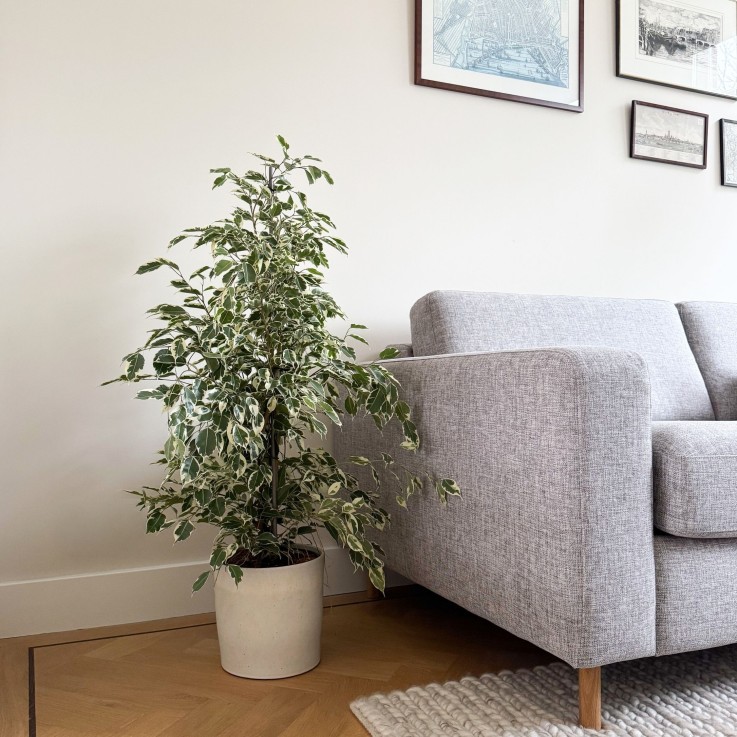 Ficus pleureur - Ficus Benjamina 'Twilight' - Hauteur 100-110cm - ⌀21cm