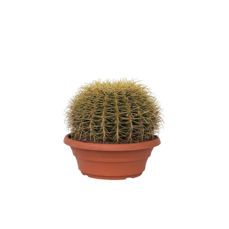 Cactus de Noël - Echinocactus grusonii - Hauteur 25-35cm - ⌀25cm