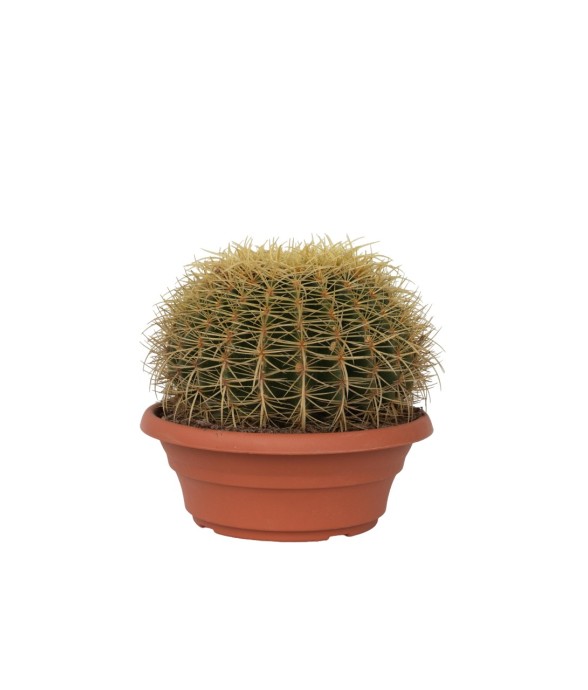 Cactus de Noël -...