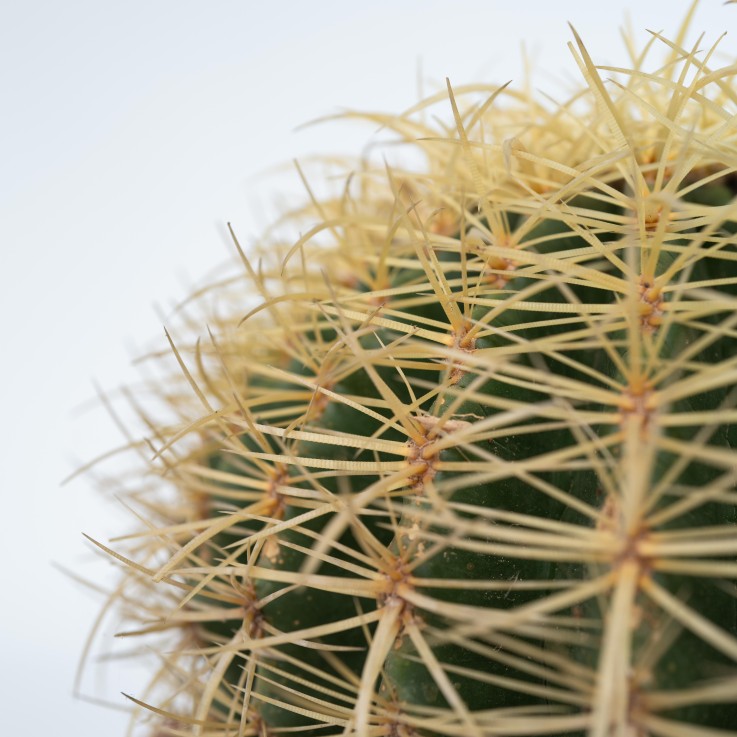 Cactus de Noël - Echinocactus grusonii - Hauteur 25-35cm - ⌀25cm