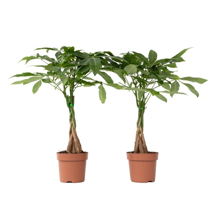 Arbre à argent - Set de 2 - Pachira aquatica - Hauteur 60-70cm - ⌀17cm