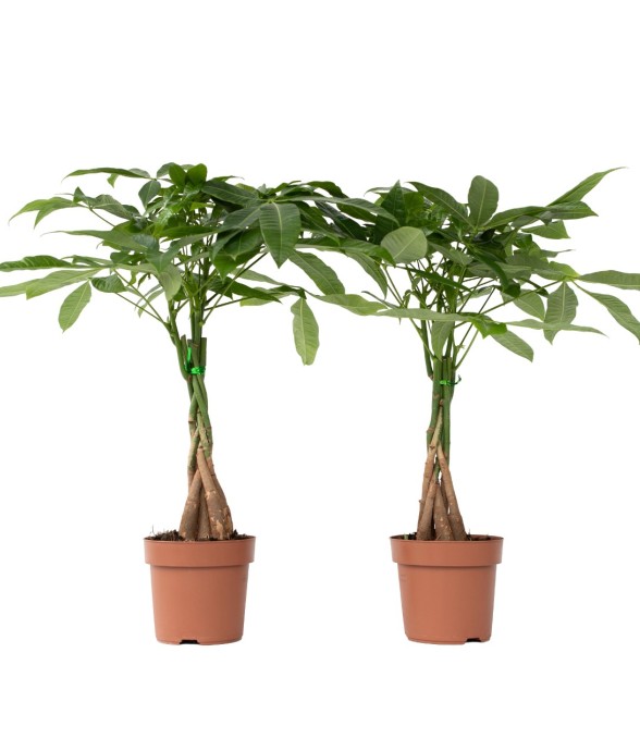 Arbre à argent - Set de 2 -...