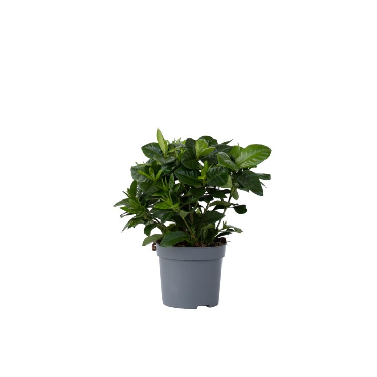 Jasmin du Cap - Gardenia jasminoides - Hauteur 20-30cm - ⌀13cm