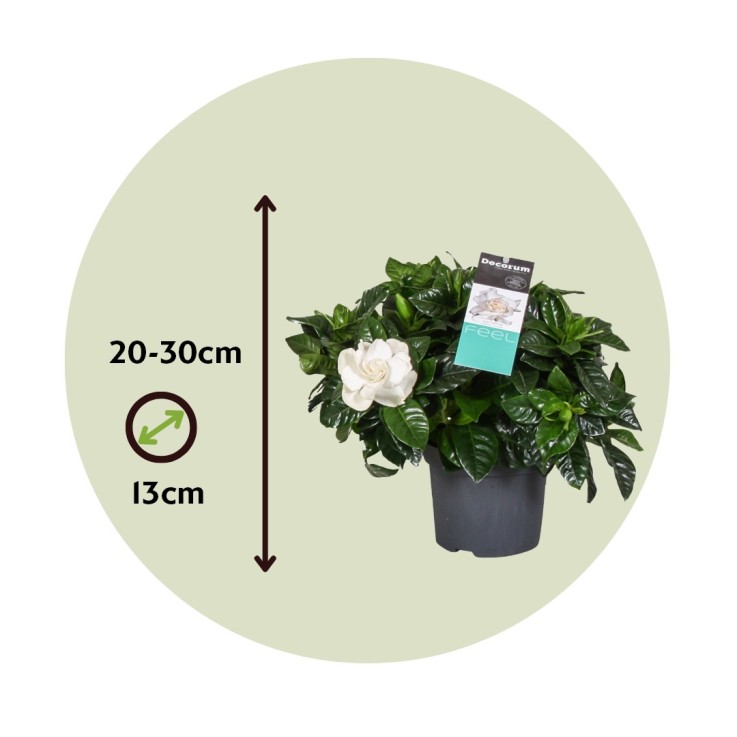 Jasmin du Cap - Gardenia jasminoides - Hauteur 20-30cm - ⌀13cm