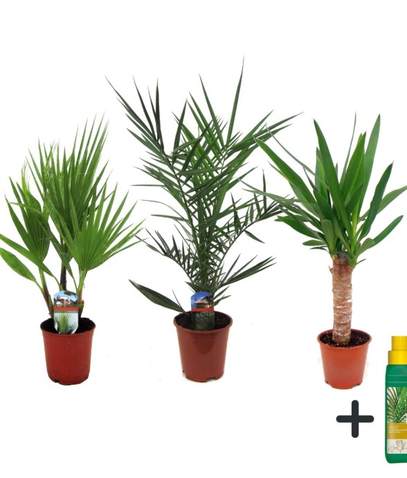 Mélange de Palmiers...