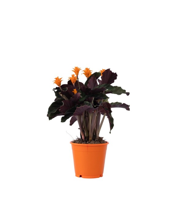 Calathée - Calathea crocata...