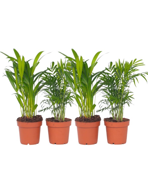 Palmiers d'intérieur - Set...