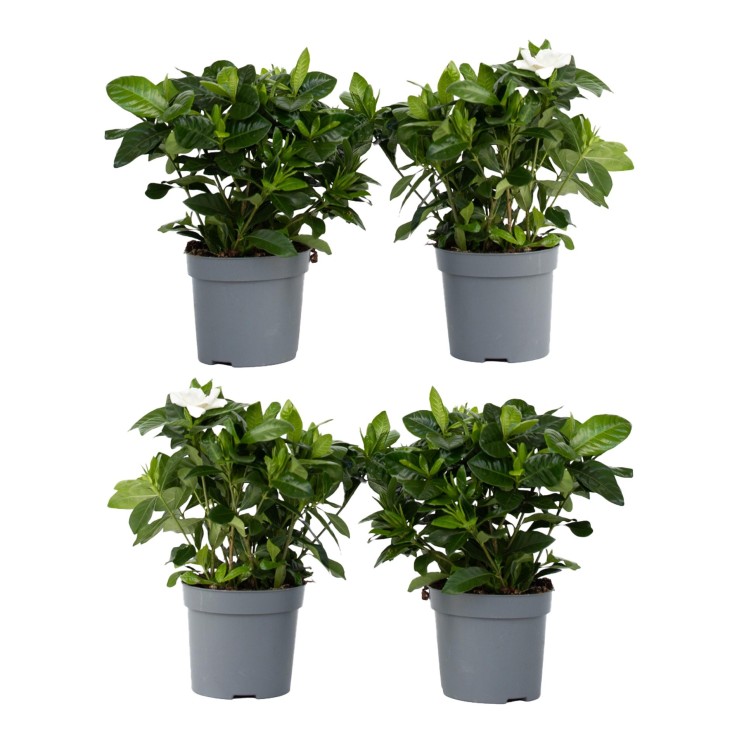 Jasmin du Cap - Set de 4 - Gardenia jasminoides - Hauteur 20-30cm - ⌀13cm