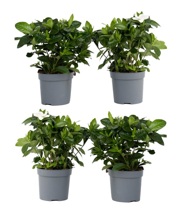 Jasmin du Cap - Set de 4 -...