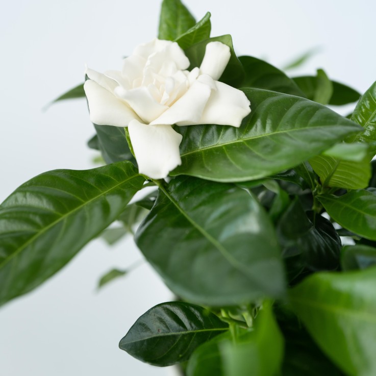 Jasmin du Cap - Set de 4 - Gardenia jasminoides - Hauteur 20-30cm - ⌀13cm