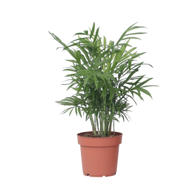 Palmier de salon - Chamaedorea elegans - Hauteur 30-40cm - ⌀12cm