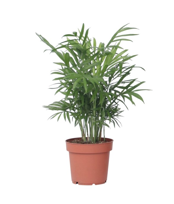 Palmier de salon -...