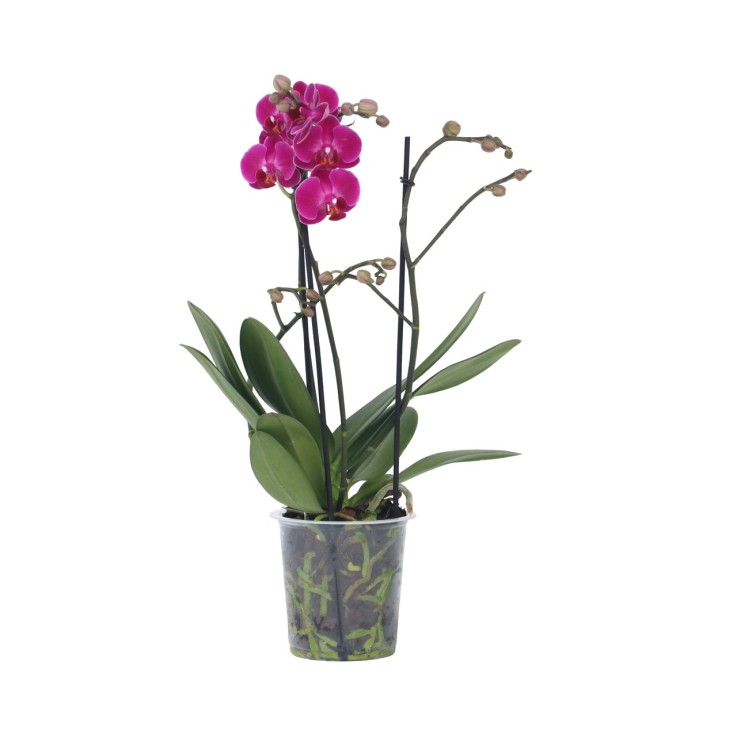 Orchidée papillon - Phalaenopsis Multiflora - Hauteur 35-45cm - ⌀12cm