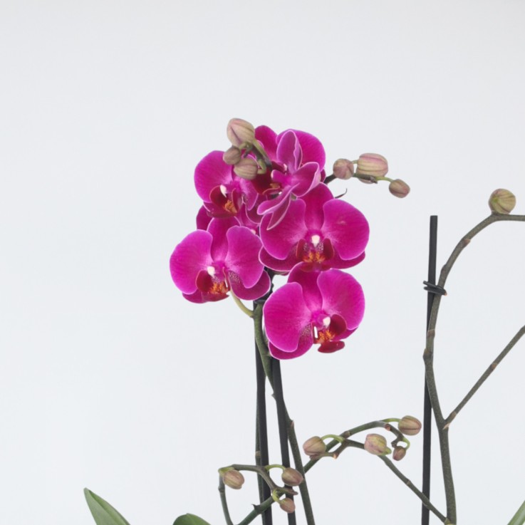 Orchidée papillon - Phalaenopsis Multiflora - Hauteur 35-45cm - ⌀12cm