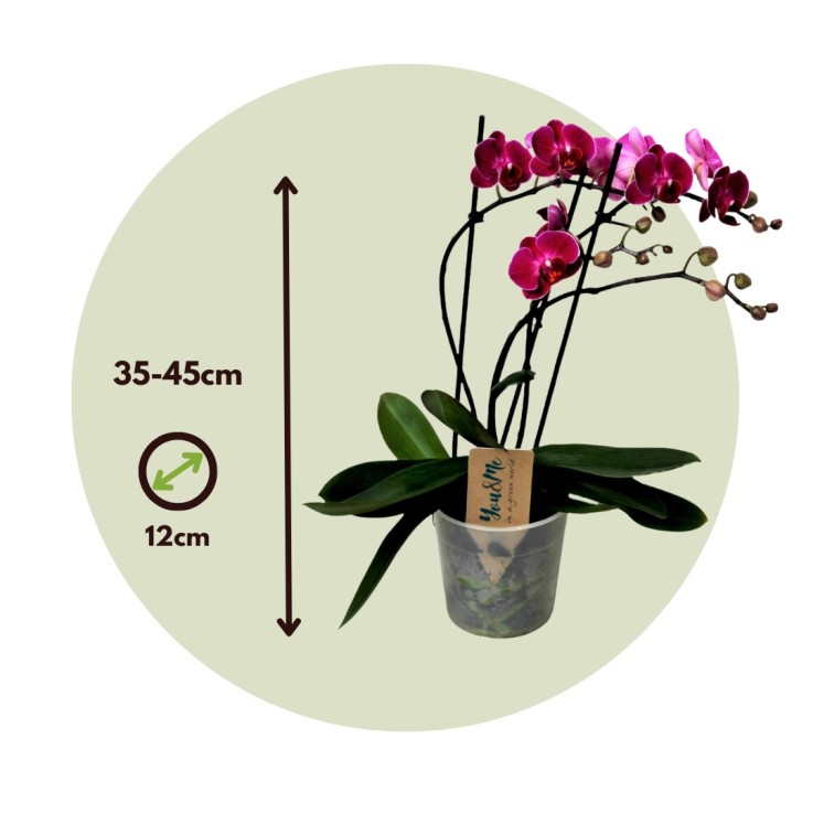 Orchidée papillon - Phalaenopsis Multiflora - Hauteur 35-45cm - ⌀12cm
