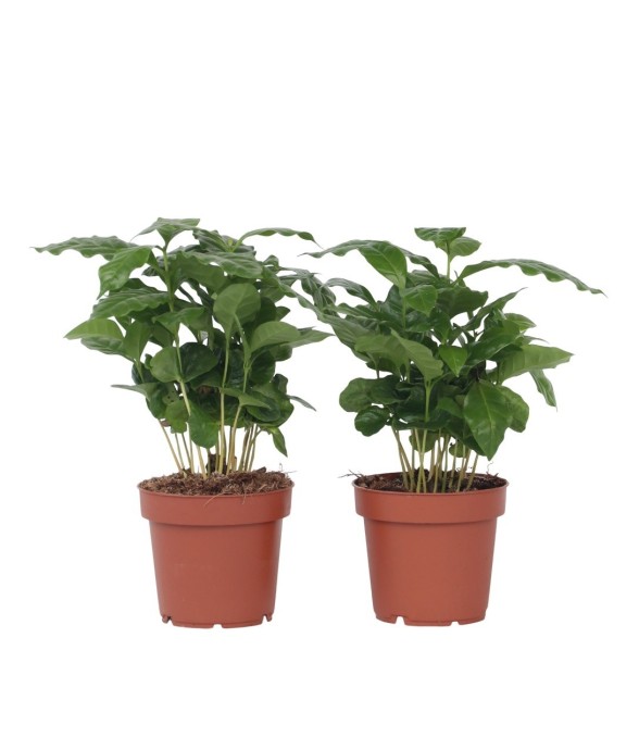 Caféier - Set de 2 - Coffea...