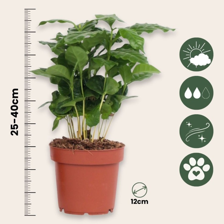 Caféier - Set de 2 - Coffea arabica - Hauteur 25-40cm - ⌀12cm