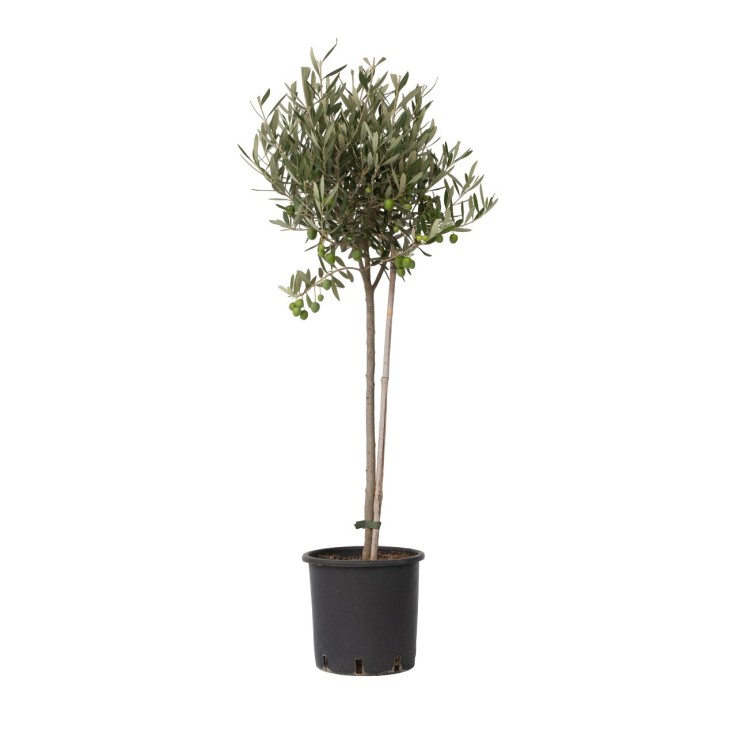 Olivier - Olea europaea - Hauteur 80-90cm - ⌀19cm
